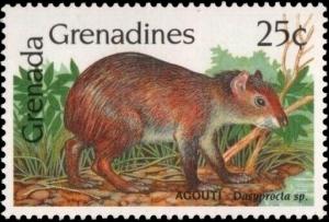 Colnect-6014-129-Agouti-Dasyprocta-sp.jpg