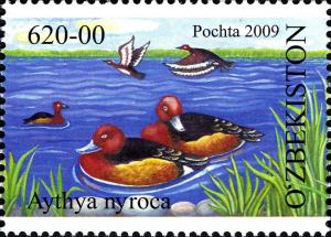 Colnect-851-014-Ferruginous-Duck-Aythya-nyroca.jpg