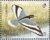 Colnect-1721-711-Egyptian-Plover-Pluvianus-aegyptius-%C2%A0.jpg