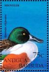 Colnect-4116-728-Northern-Shoveler%C2%A0%C2%A0%C2%A0%C2%A0Anas-clypeata.jpg