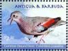 Colnect-4124-595-Common-Ground-Dove%C2%A0%C2%A0%C2%A0%C2%A0Columbina-passerina.jpg