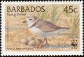 Colnect-578-236-Piping-Plover-Charadrius-melodus-.jpg