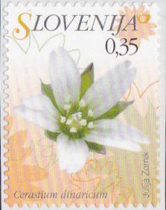 Colnect-3011-582-Flowers-of-Slovenia---Cerastium-dinaricum.jpg