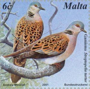 Colnect-131-474-Turtle-Dove-Streptopelia-turtur.jpg