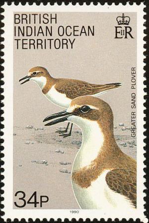 Colnect-1553-520-Greater-Sandplover-Charadrius-leschenaultii.jpg