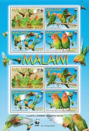 Colnect-1671-872-Lilian-s-Lovebird-Agapornis-lilianae.jpg