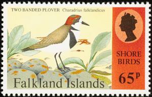 Colnect-1674-587-Two-banded-Plover-Charadrius-falklandicus-.jpg