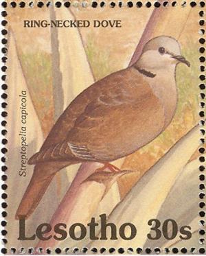 Colnect-1725-582-Ring-necked-Dove%C2%A0Streptopelia-capicola%C2%A0.jpg