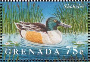 Colnect-4569-520-Northern-Shoveler----Spatula-clypeata.jpg