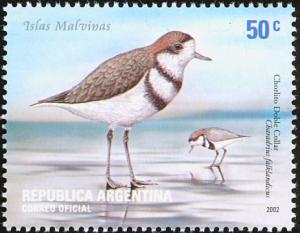 Colnect-5250-649-Two-banded-Plover-Charadrius-falklandicus.jpg