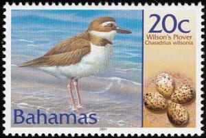 Colnect-577-581-Wilson-s-Plover-Charadrius-wilsonia-.jpg