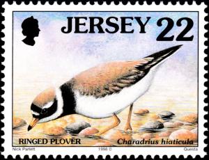 Colnect-6245-752-Ringed-Plover-Charadrius-hiaticula.jpg