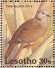 Colnect-1725-582-Ring-necked-Dove%C2%A0Streptopelia-capicola%C2%A0.jpg