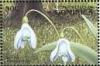 Colnect-3228-529-Common-Snowdrop-Galanthus-nivalis.jpg