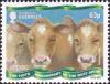 Colnect-4266-138-Guernsey-Cow-Bos-primigenius-taurus.jpg