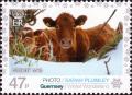 Colnect-4184-710-Guernsey-Cow-Bos-primigenius-taurus.jpg