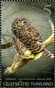 Colnect-2569-803-Collared-Owlet-Glaucidium-brodiei.jpg