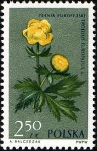 Colnect-3931-391-Globeflower-Trollius-europaeus.jpg