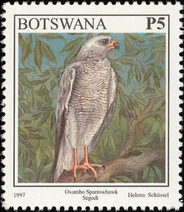 Colnect-5250-725-Ovambo-Sparrowhawk-Accipiter-ovampensis.jpg