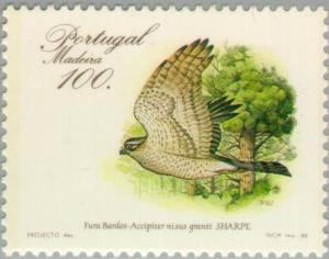 Colnect-186-417-Canarian-Sparrowhawk-Accipiter-nisus-granti.jpg