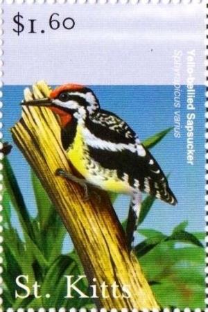 Colnect-3483-385-Yellow-bellied-sapsucker.jpg