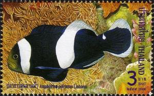 Colnect-609-893-Saddleback-Clownfish-Amphiprion-polymnus.jpg