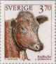 Colnect-164-838-Red-poll-cow-Bos-primigenius-taurus.jpg