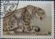 Colnect-3168-698-Sitting-Snow-Leopard-Panthera-uncia.jpg