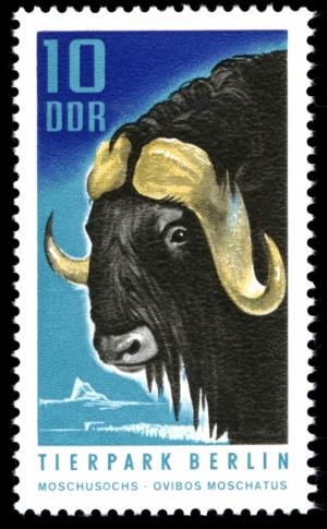 Colnect-1978-315-Muskox-Ovibos-moschatus-.jpg