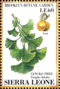 Colnect-4207-972-Gingko-tree-Gingko-biloba.jpg