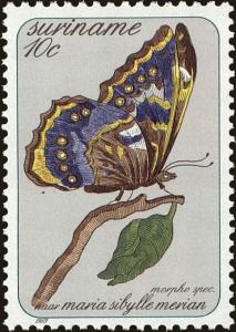 Colnect-4994-848-Morpho-Butterfly-Morpho-sp.jpg