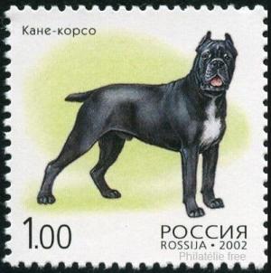 Colnect-2024-491-Cane-Corso-Canis-lupus-familiaris.jpg