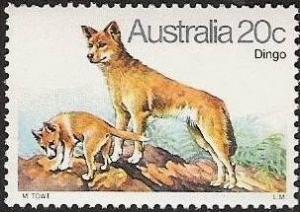 Colnect-477-697-Dingo-Canis-lupus-dingo.jpg