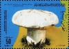 Colnect-2049-583-Leucopaxillus-lepistoides.jpg