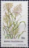 Colnect-2189-843-Panicum-maximum.jpg