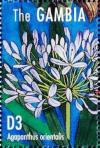 Colnect-4698-175-Agapanthus-orientalis.jpg