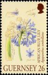 Colnect-5521-246-Agapanthus-umbellatus.jpg