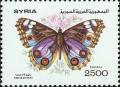 Colnect-1733-666-Blue-Pansy-Precis-orithya.jpg