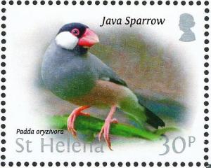 Colnect-4524-387-Java-Sparrow-Padda-oryzivora.jpg