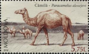 Colnect-5088-078-Camel-Paracamelus-Alexejevi.jpg