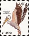 Colnect-1459-808-Pink-backed-Pelican-Pelecanus-rufescens.jpg