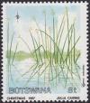 Colnect-1754-775-Cyperus-articulatus.jpg