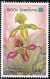 Colnect-2032-500-Paphiopedilum-hirsutissimum.jpg