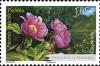 Colnect-2075-317-Wild-Peony-Paeonia-mascula.jpg