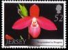 Colnect-706-309-Phragmipedium---La-Hougette--.jpg