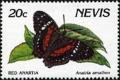 Colnect-2159-925-Scarlet-Peacock-Anartia-amathea.jpg