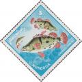 Colnect-888-617-Chinese-Perch-Siniperca-shuatsi.jpg