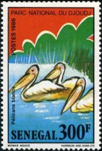 Colnect-2089-699-Pink-backed-Pelican-Pelecanus-rufescens.jpg