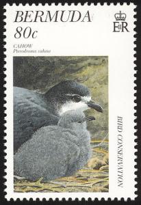 Colnect-2598-772-Bermuda-Petrel-Pterodroma-cahow.jpg