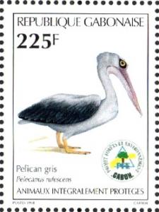 Colnect-2800-840-Pink-backed-Pelican-Pelicanus-rufescens.jpg